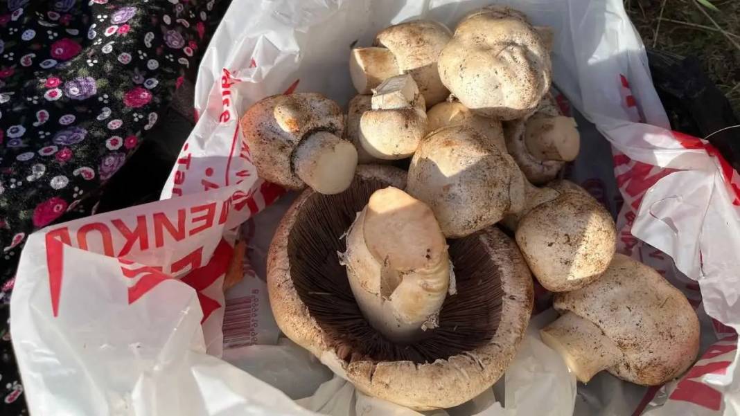 Torosların Efsanevi Lezzeti Çayır Mantarında Sezon Açıldı! 3